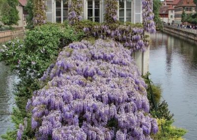 цветение глицинии в Страсбурге .авторский арт туризс схудожником